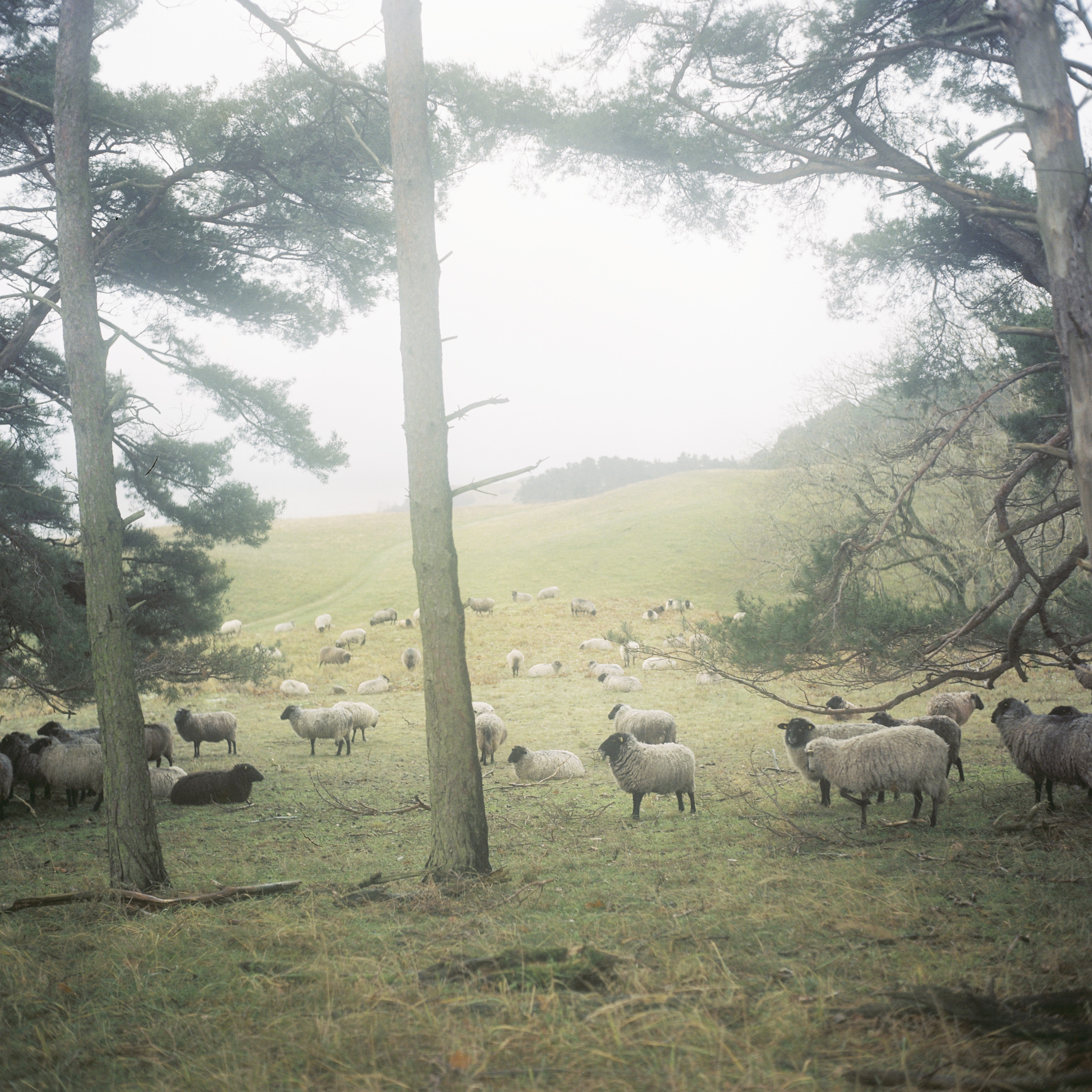 Modern nature: Anne Schwalbe’s otherworldly photographs