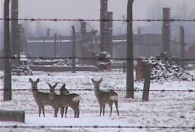 Disassembling Bambi