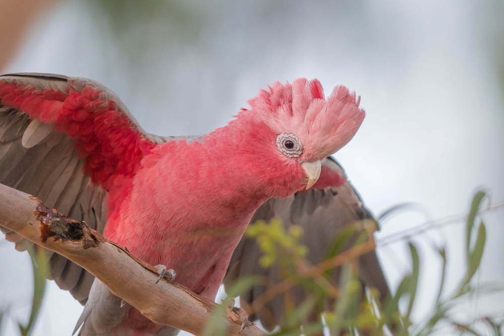 Richard Frater: Common Birds