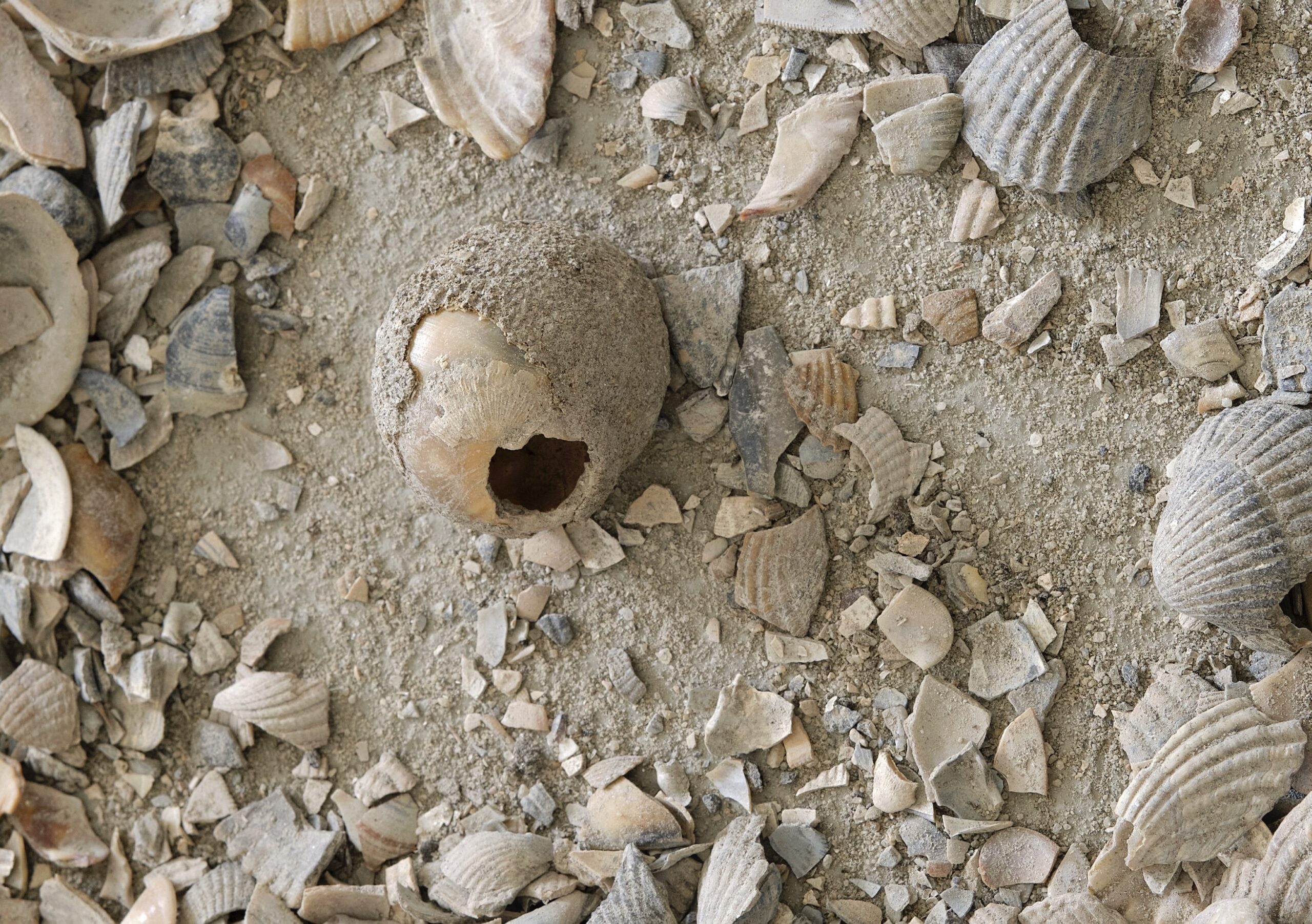 Nina Canell on crushing sea shells at Berlinische Galerie