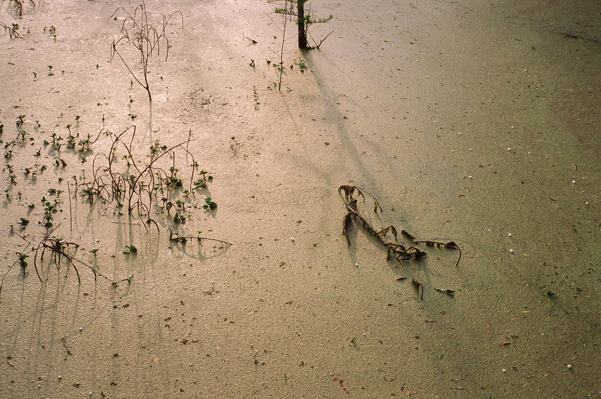 “Surrounded By Natural Causes” by Photographer Casey Joiner