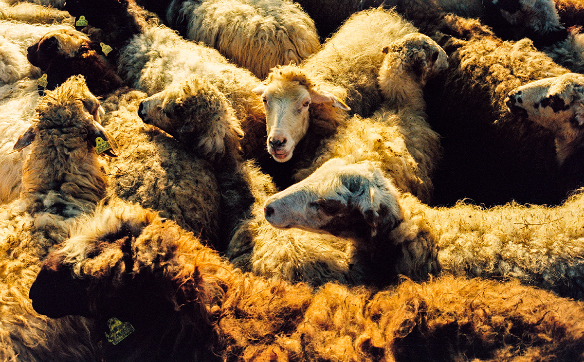 “The Shepherd” by Photographer Maurizio Rampa